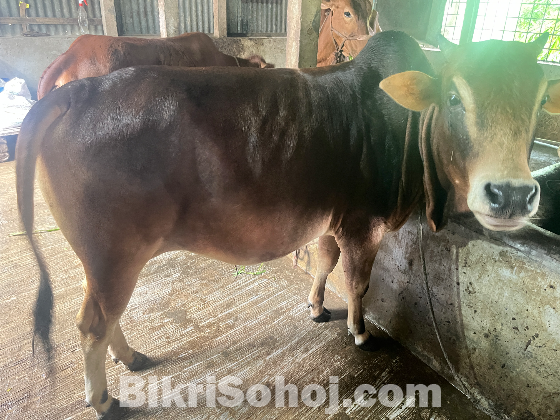দেশি ষাড় গরু